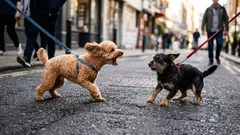 Proč pes reaguje agresivně na jiné psy: Nejde o zlobu