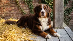 Tyto plemena psů se nejlépe hodí jako hlídací psi: které plemeno je pro vás to pravé