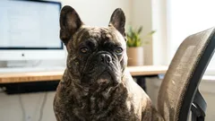 Proč francouzští buldoci často prdí: Hlavní příčina není tak zřejmá