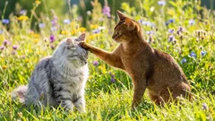 Liší se kočky a kocouři povahou – Vědecký pohled, který boří stereotypy