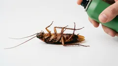 S šváby skoncujeme jednou provždy: osvědčený tip z praxe