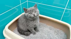 Likvidace kočičího steliva: Děláte to správně