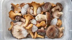 Jak správně skladovat houby v mrazáku: mražení bez zklamání – rady odborníků