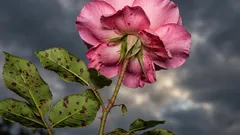 Růže to nijak neublíží, když vedle nich zasadíte jednu květinu: kterou zvolit