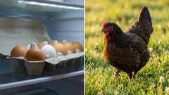Své vlastní slepice na zahradě nebo vejce z obchodu: Co je ve skutečnosti levnější